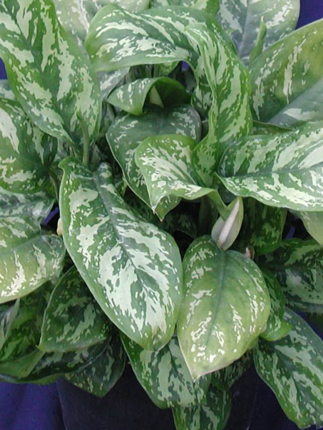 aglaonema commutatum malay beauty Malay Beauty Aglaonema Plant – Potclay