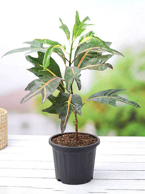 Croton Magnificent Duck Foot Plant or Croton variegatum duck Foot with Green, Yellow, Red/Purple coloured leaves