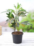 Croton Magnificent Duck Foot Plant or Croton variegatum duck Foot with Green, Yellow, Red/Purple coloured leaves