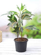 Croton Magnificent Duck Foot Plant or Croton variegatum duck Foot with Green, Yellow, Red/Purple coloured leaves