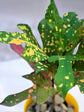Croton Magnificent Duck Foot