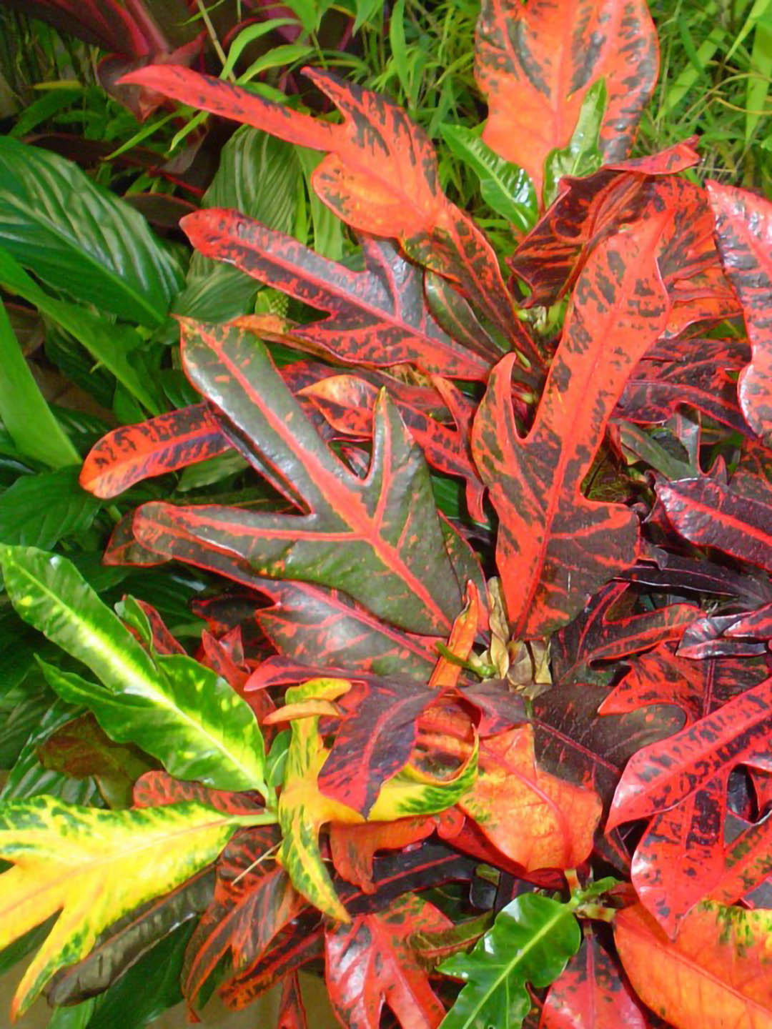 Croton Magnificent Duck Foot