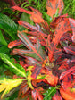 Croton Magnificent Duck Foot