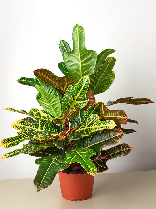 Croton Oakleaf Plant or Codiaeum variegatum Oakleaf with Green, Yellow, Red coloured leaves