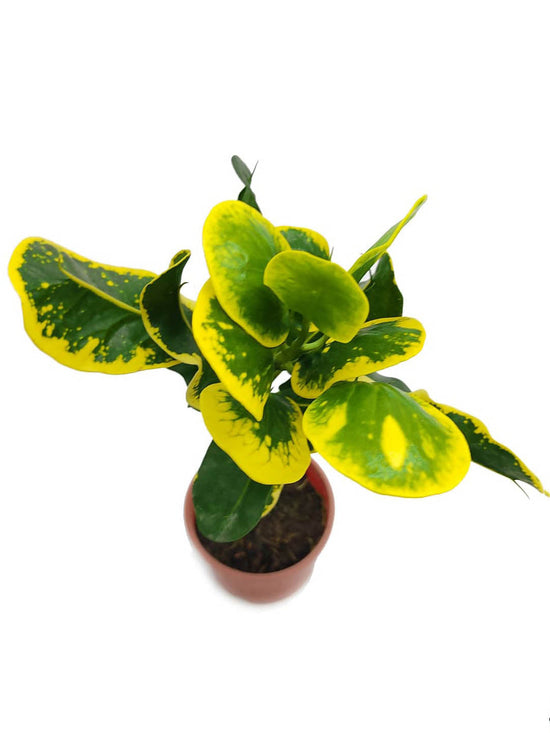 Croton Apple Leaf Yellow Plant or Codiaeum variegatum with Green, Red, Yellow coloured leaves