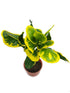 Croton Apple Leaf Yellow Plant or Codiaeum variegatum with Green, Red, Yellow coloured leaves