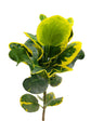 Croton Apple Leaf Yellow
