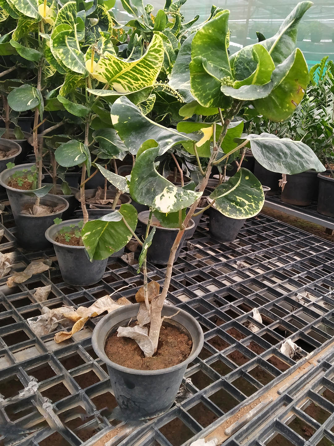 Croton Apple Leaf Yellow