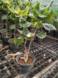 Croton Apple Leaf Yellow