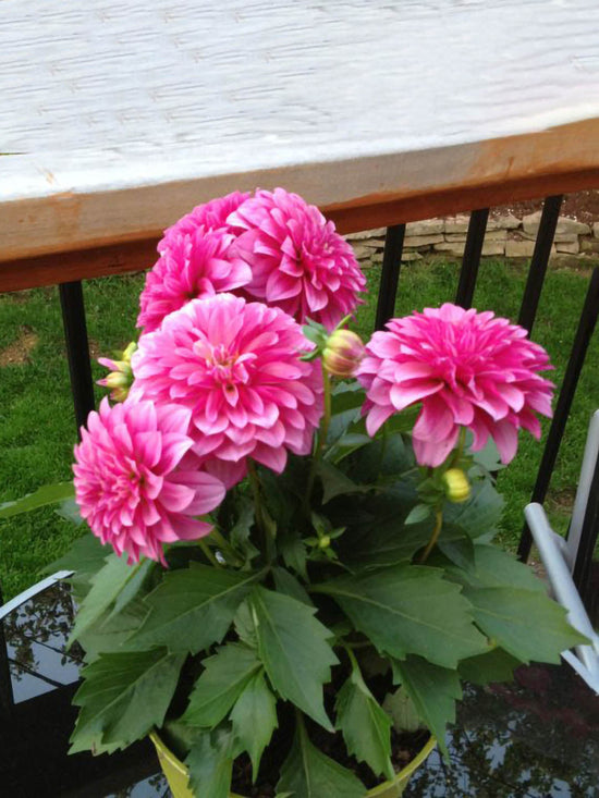 Dahlia Pinnata Pink Plant or Dahlia with Green coloured leaves and Pink coloured flower 