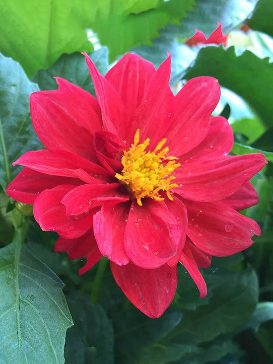 Dahlia Pinnata Red Plant or Dahlia with Green coloured leaves and Red coloured flower 