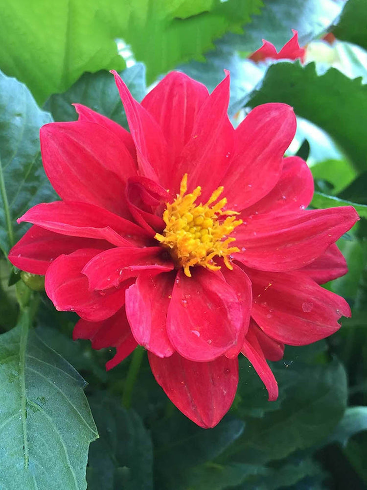 Dahlia Pinnata Red Plant or Dahlia with Green coloured leaves and Red coloured flower 