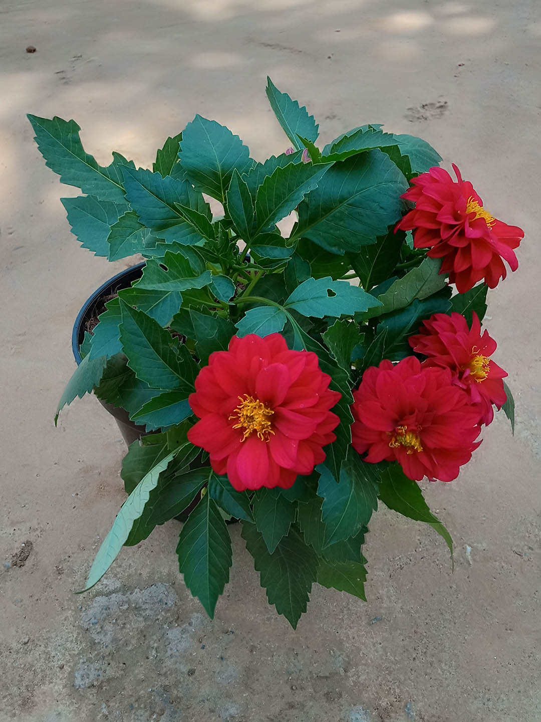 Dahlia Pinnata Red 