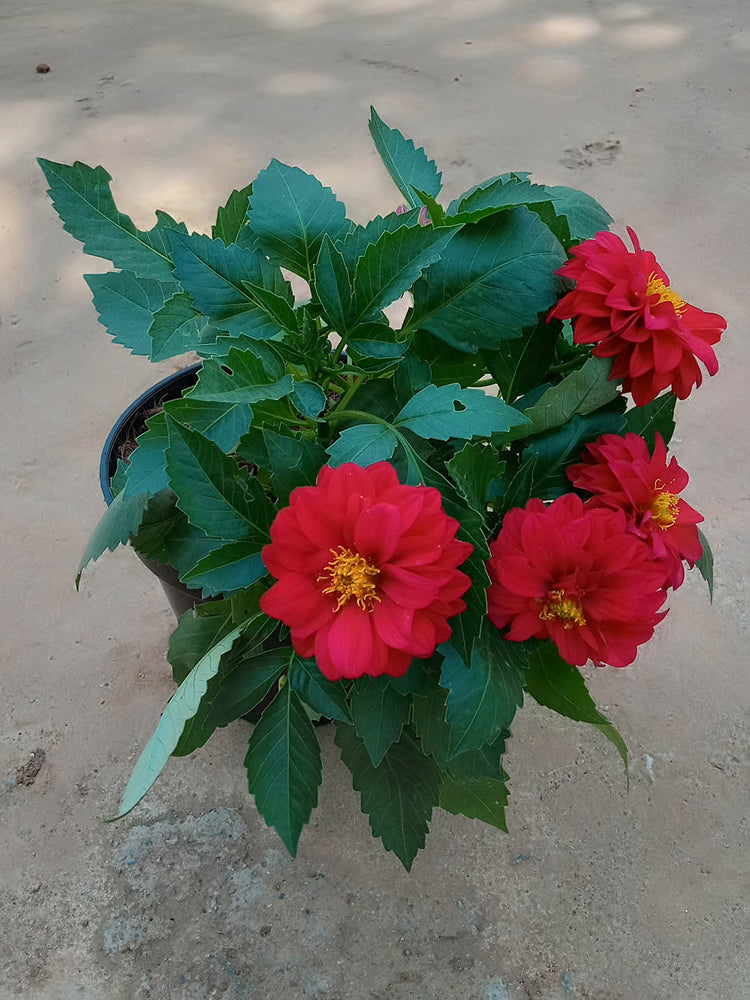 Dahlia Pinnata Red 