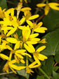 Delairea Odorata Plant or Cape Ivy with Green coloured leaves and Yellow coloured flower 