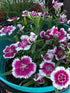 Dianthus Chinensis Plant or Carnation with Green coloured leaves and Pink with White Spokes coloured flower 