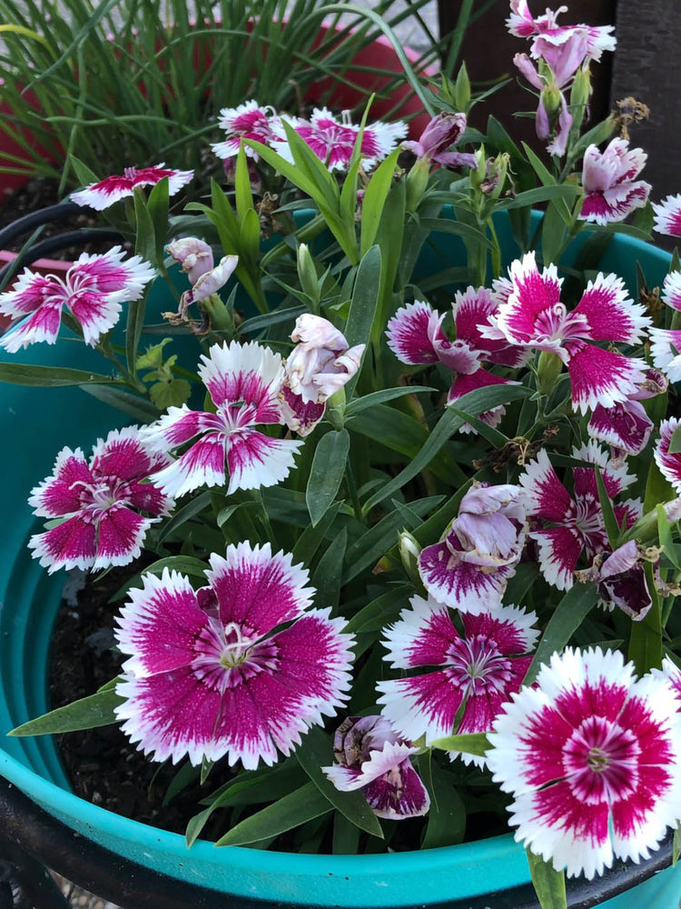 Dianthus Chinensis Plant or Carnation with Green coloured leaves and Pink with White Spokes coloured flower 