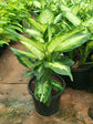 Dieffenbachia TropicMarianne Plant or Dumb Cane with Yellow Spread on Green coloured leaves