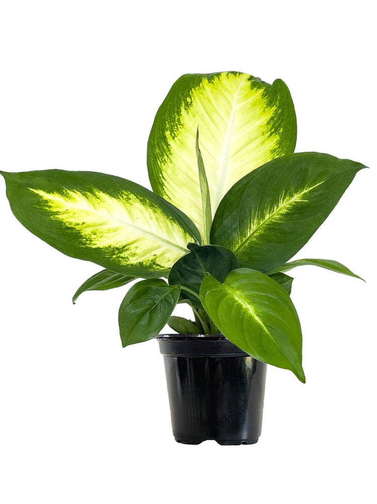 Dieffenbachia TropicMarianne 
