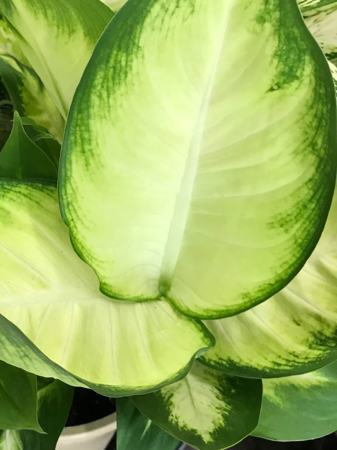 Dieffenbachia TropicMarianne 