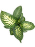 Dieffenbachia Tropic Snow Plant or Dumb Cane with White Veins on Green coloured leaves