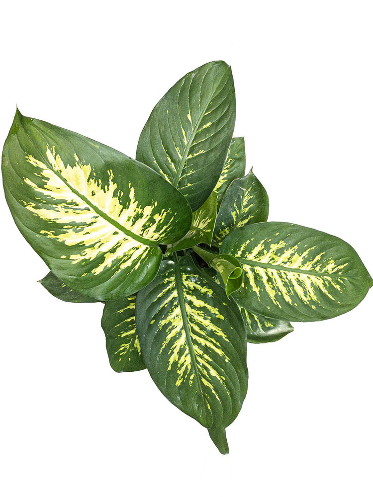 Dieffenbachia Tropic Snow Plant or Dumb Cane with White Veins on Green coloured leaves