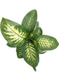 Dieffenbachia Tropic Snow Plant or Dumb Cane with White Veins on Green coloured leaves