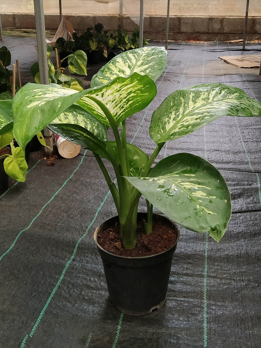 Dieffenbachia Tropic Snow 