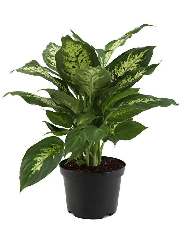 Dieffenbachia Sparkle Plant or Dumb Cane with Green, Yellow coloured leaves