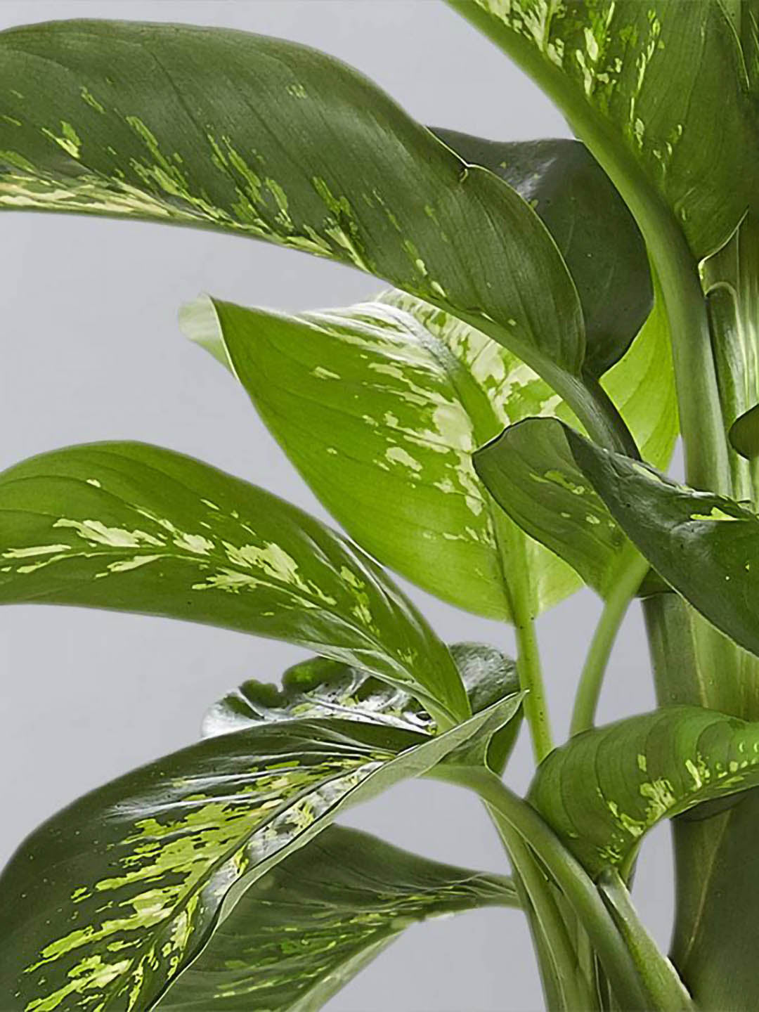 sparkle dieffenbachia Dieffenbachia 'Sparkle' – Potclay