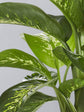 Dieffenbachia Sparkle 