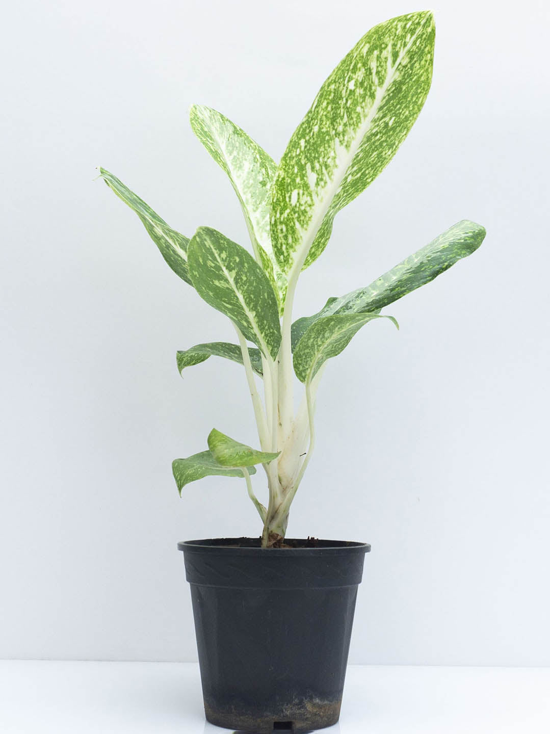 Aglaonema Manila Beauty Plant or Chinese Evergreen with Dark green with silvery white coloured leaves