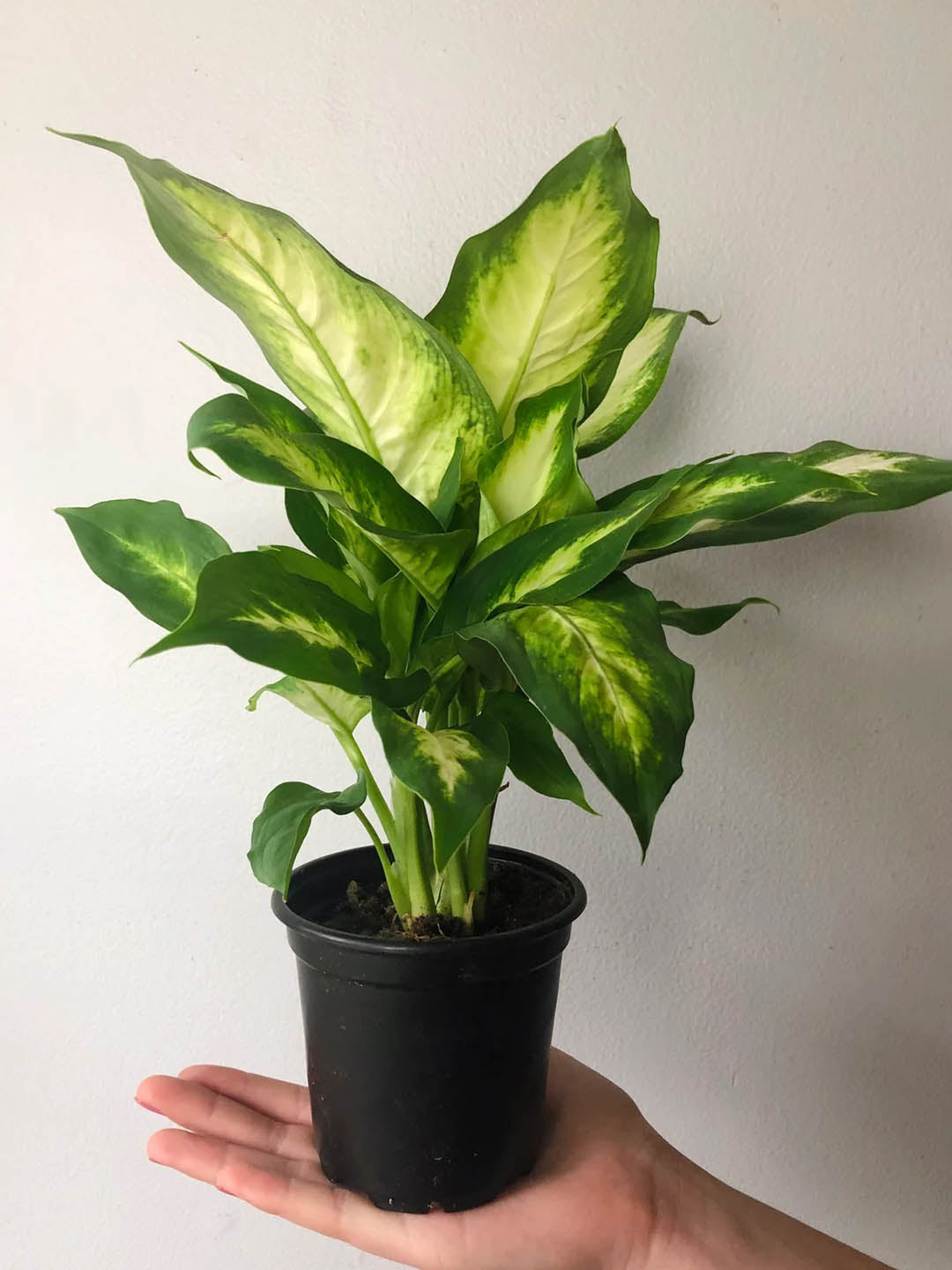Dieffenbachia Camille Plant or Dumb Cane with Yellow Spread on Green coloured leaves
