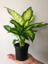 Dieffenbachia Camille Plant or Dumb Cane with Yellow Spread on Green coloured leaves