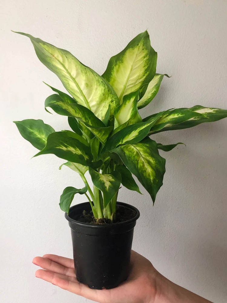 Dieffenbachia Camille Plant or Dumb Cane with Yellow Spread on Green coloured leaves