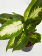 Dieffenbachia Camille 