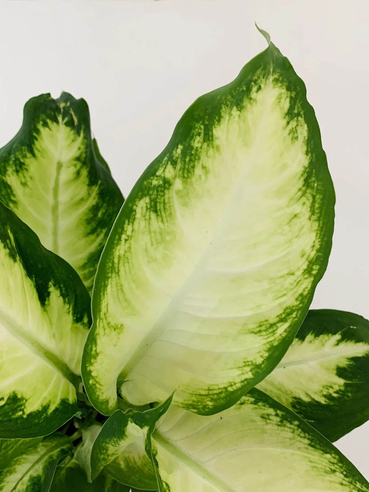 Dieffenbachia Camille 