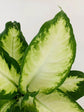 Dieffenbachia Camille 