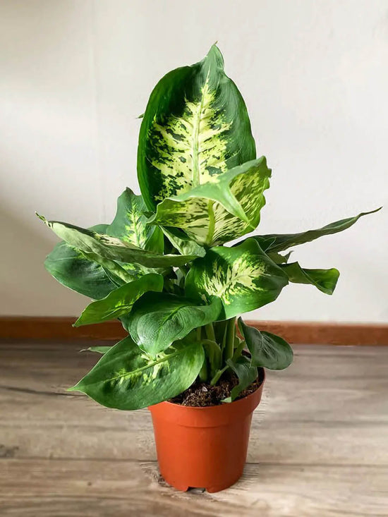 Dieffenbachia Compacta Plant or Dumb Cane with White Dots on Green coloured leaves