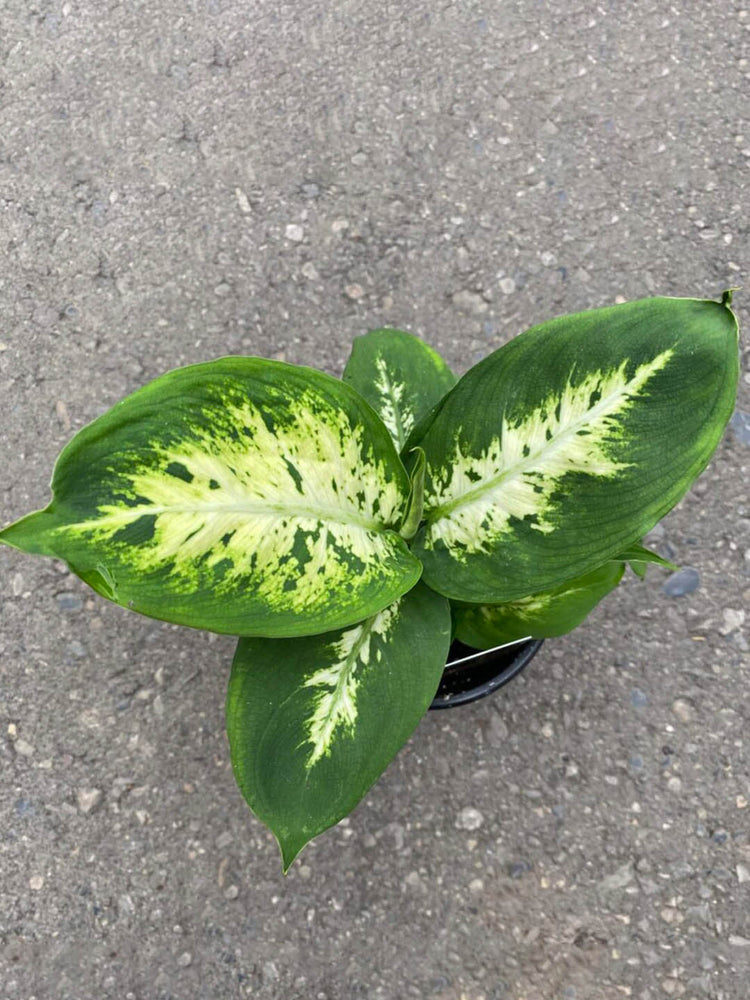 Dieffenbachia Compacta 