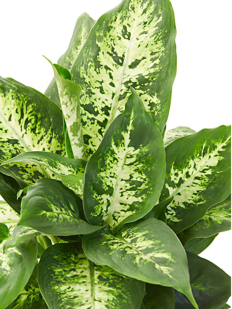 Dieffenbachia Compacta 