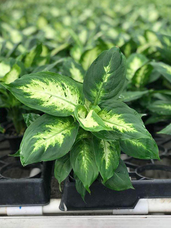 Dieffenbachia Karina Plant or Dumb Cane with Thin White Vein on Green coloured leaves