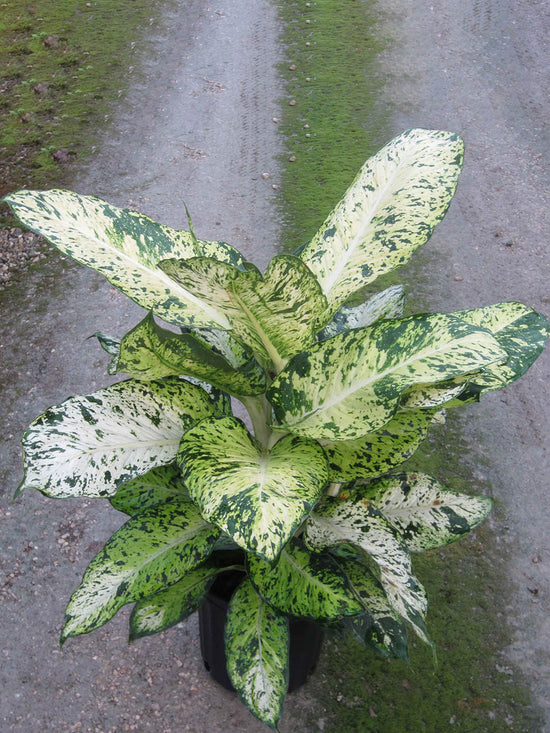 Dieffenbachia Mary Plant or Dumb Cane with White Dots on Green coloured leaves