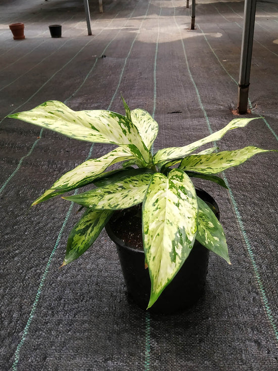 Dieffenbachia Starbright Plant or Dumb Cane with Yellow Stripes on Green coloured leaves