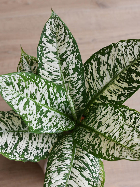 Dieffenbachia White Etna Plant or Dumb Cane with White Stripes on Green coloured leaves