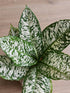 Dieffenbachia White Etna Plant or Dumb Cane with White Stripes on Green coloured leaves