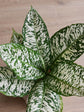 Dieffenbachia White Etna Plant or Dumb Cane with White Stripes on Green coloured leaves