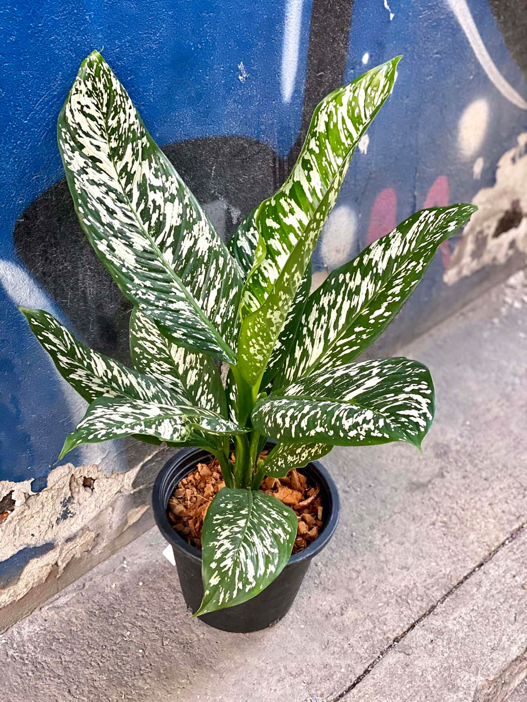 dieffenbachia white etna care Dieffenbachia 'White Etna' – Potclay