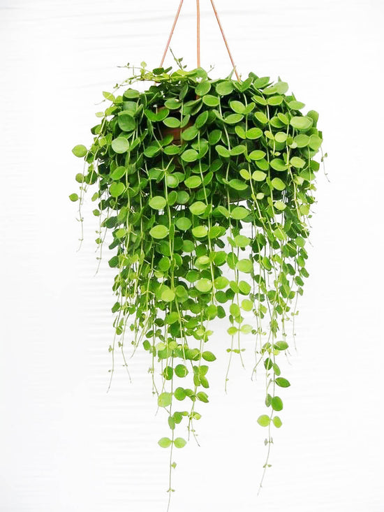 Dischidia Numularia Ideaminubu Plant or Ant Plant,Dragon Bubble plant with Green coloured leaves