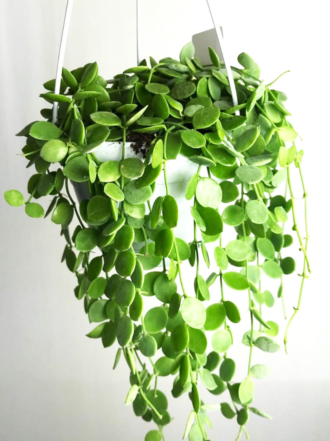 Dischidia Numularia Ideaminubu 